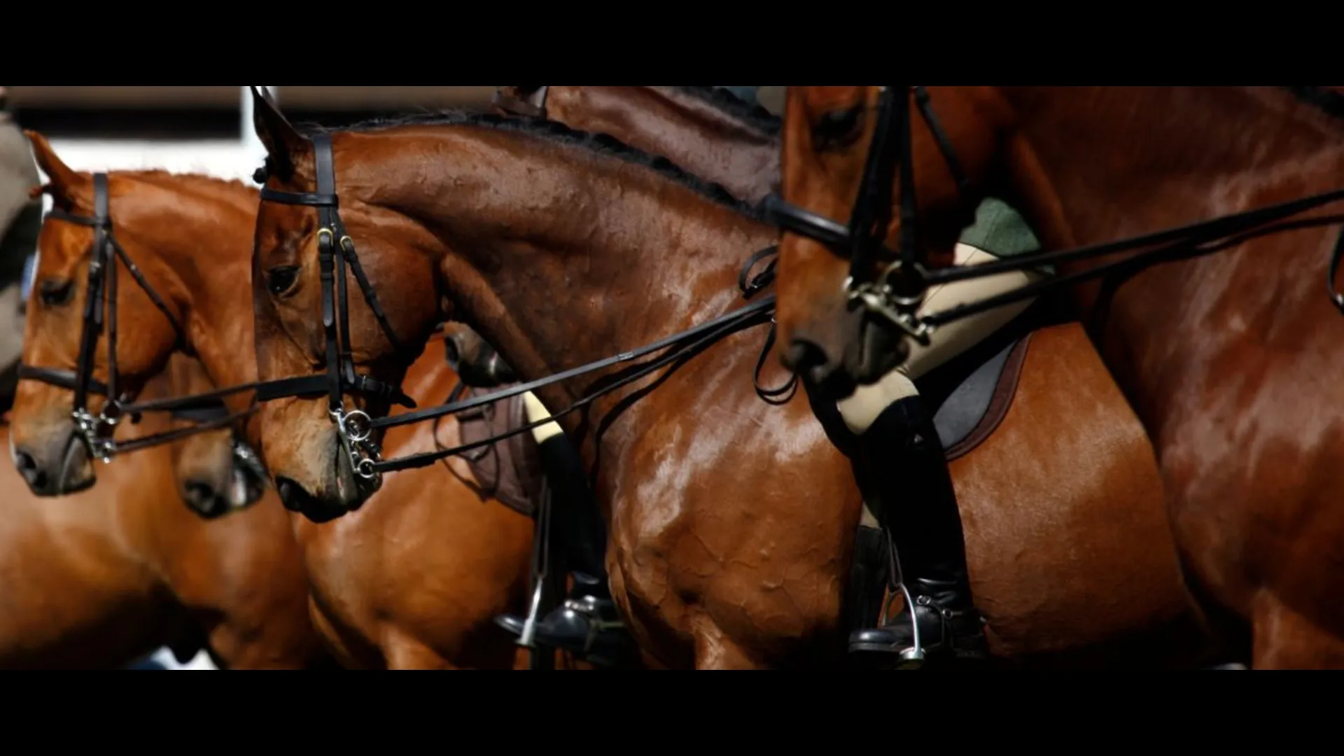 Horse Equestrian Equipment by Sufi International